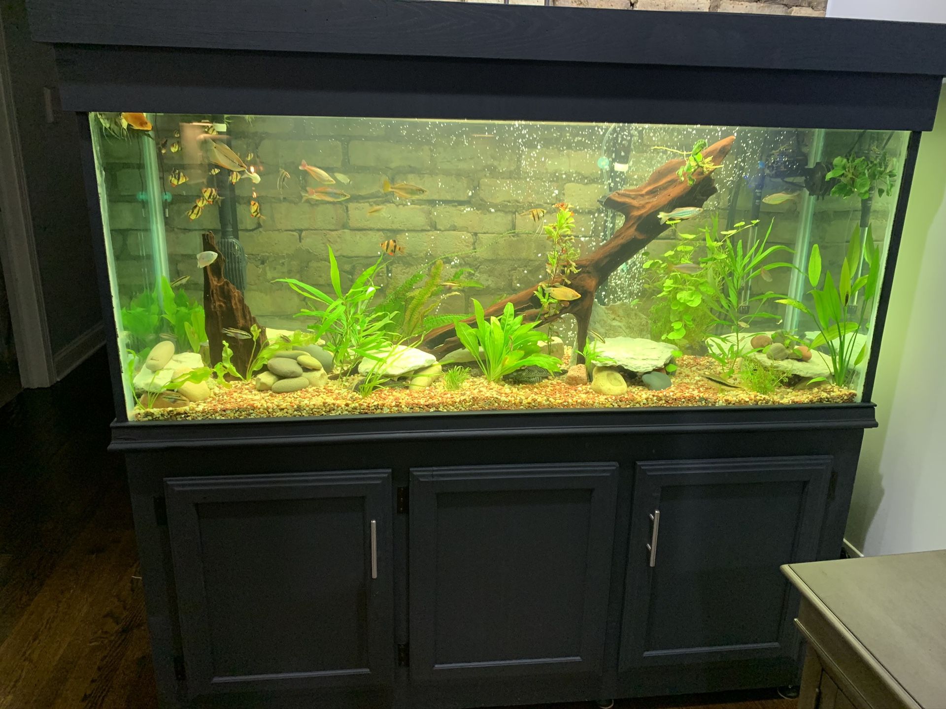 Custom 150 gallon fish tank with stand and hood
