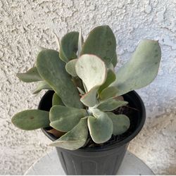 1 Gallon Pot Succulent Plant - Cotyledon Orbiculata - Silver Pig’s Ear - White Lady - Rooted & Established 🪴- Drought Resistant  