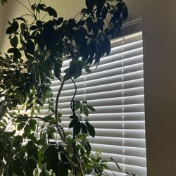 6-7 Ft Umbrella Plant