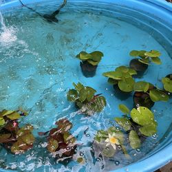 POND PLANTS SPRING 26