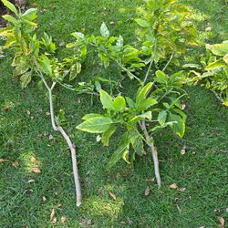 Free trumpet cuttings.