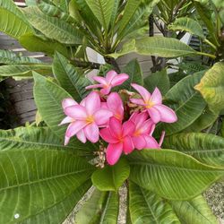 Plumeria Plants For Sale
