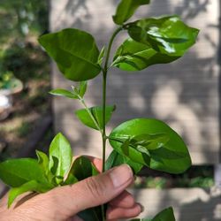 Barbados Cherry Fruit Tree 1 Gal Size, 20 In Tall