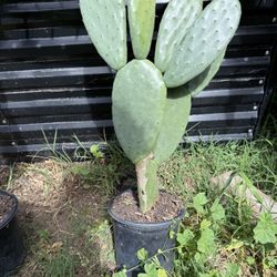 Cactus/ Nopales