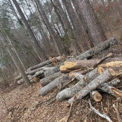 Free Logs