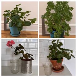 Geraniums
