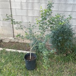 Guamuchil Fruto Dulce 