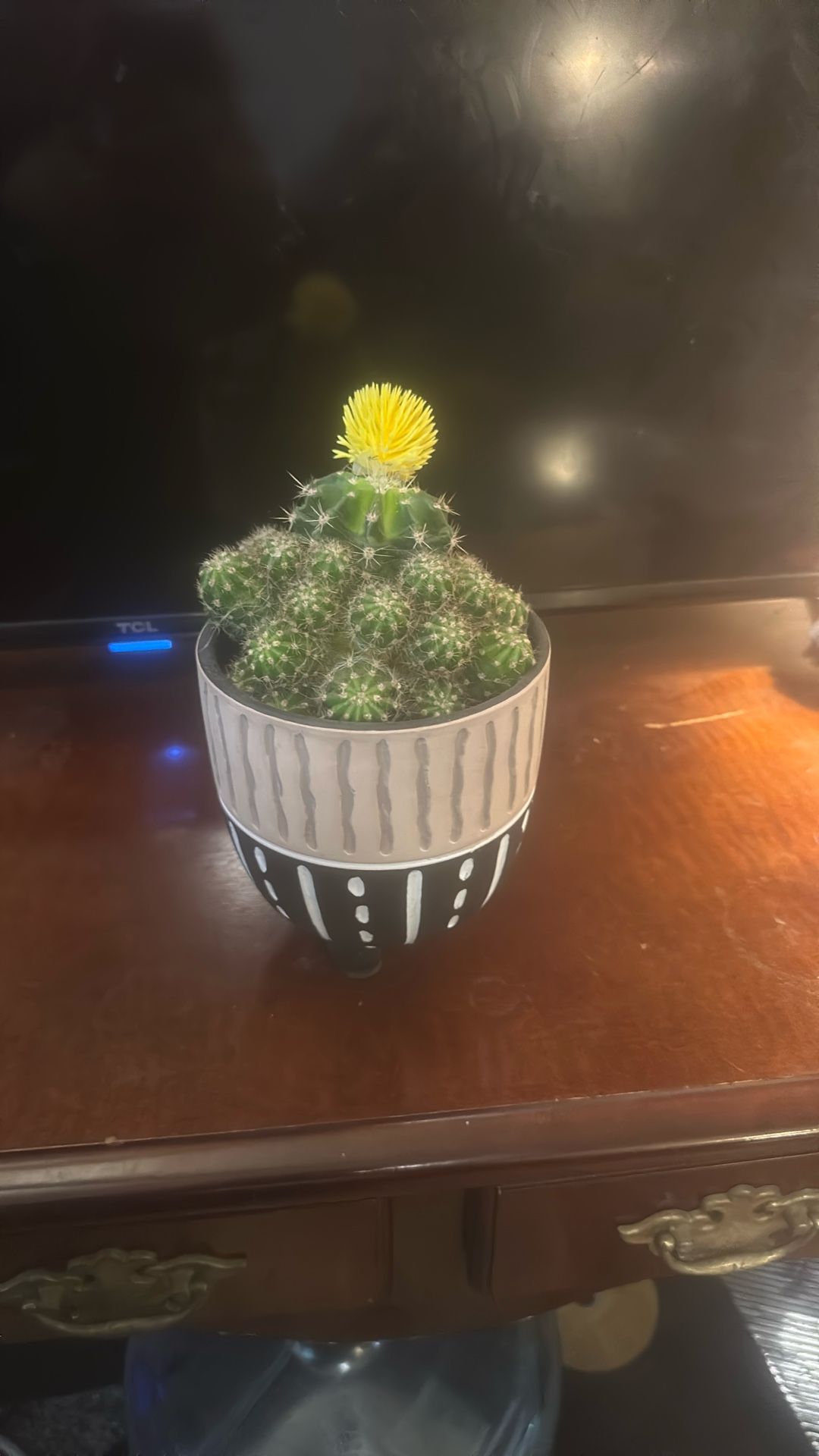Cactus