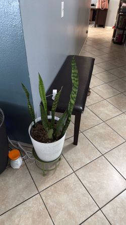 Spider plant