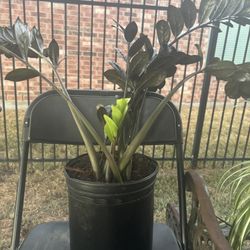 ZZ Plant In Black Plastic Pot 
