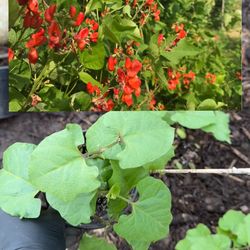 Scarlet emperor bean (6 )plant starts