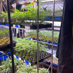 Mint Clones/ Hierba Buena Clones