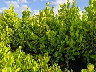 🌿🌿 Beautiful large Clusia privacy hedge plants 25gl 7ft $95