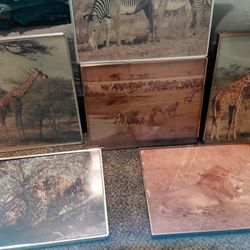 Photos Of Animals In The Wild