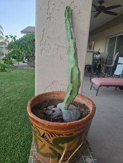 Totum pole cactus and pot