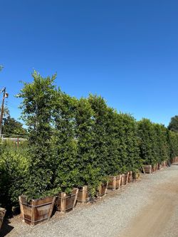 Ficus Nitida Indian Laurel privacy hedge