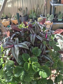 Henging plants.