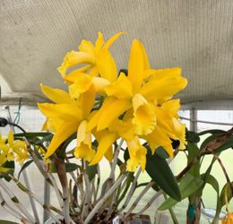 Yellow Cattleya Orchid Plant