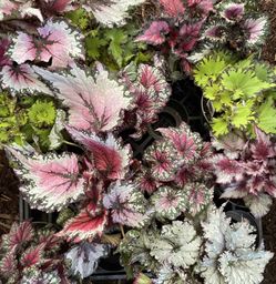  See description***Exotic indoor plants, big/full/lush begonias (4” pot) 95820