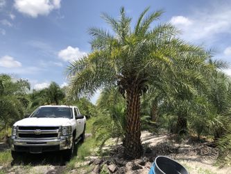 Field grown Phoenix Sylvestris palms for sale