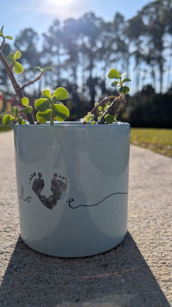New Born Baby Plant Arrangement (Real)