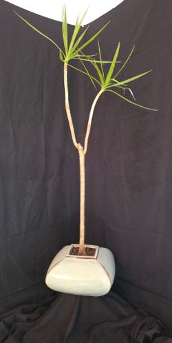 61”tall Dracaena In Shallow Ceramic Pot-$125
