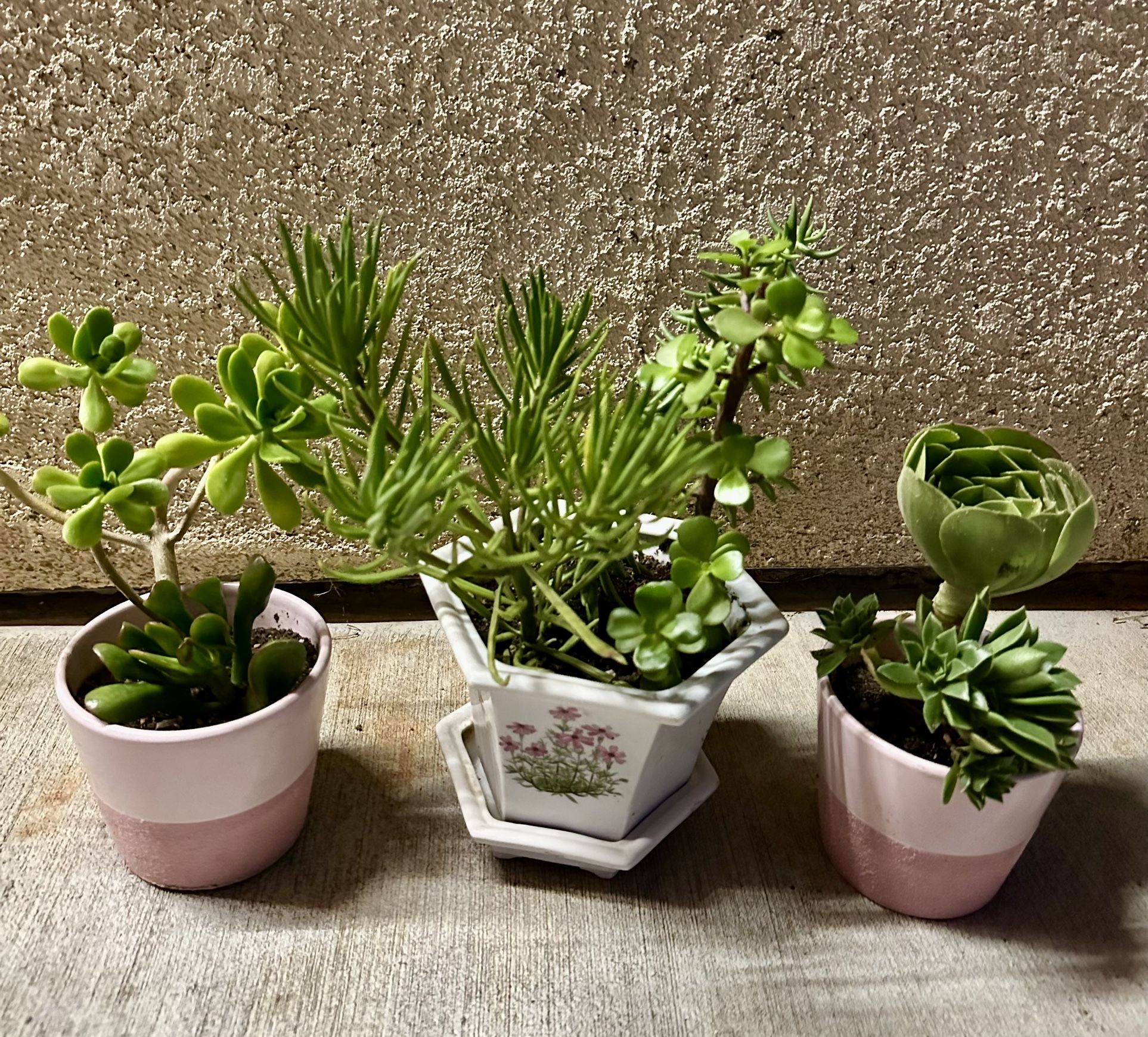 Succulents All 3 For $ 5.00