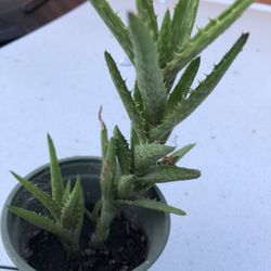 Suculenta