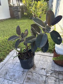 Burgundy rubber tree plant ficus $30