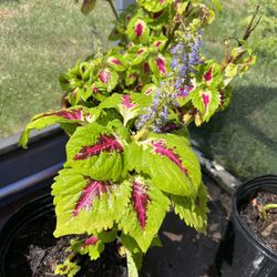 Coleus scutellarioides Plant