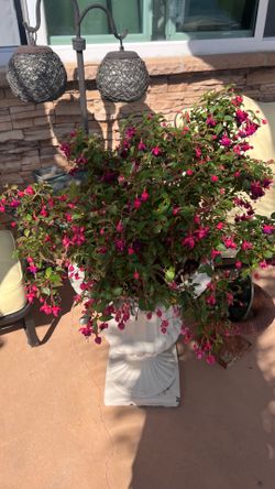 Fuchsia and White Urn