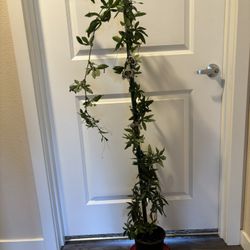 Pasiflora