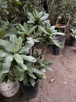 Crown Of Thorn Plant 