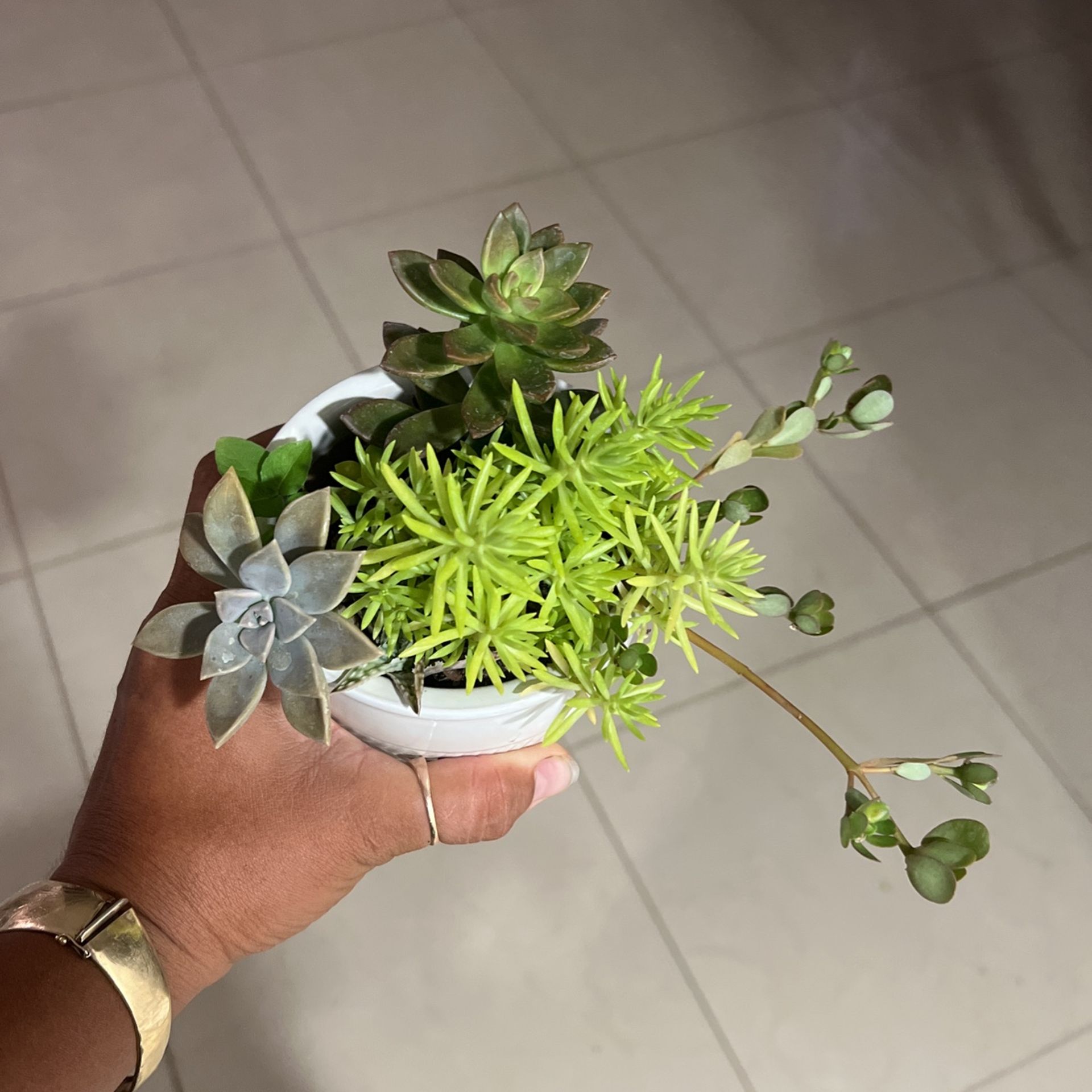 Succulent Arrangement