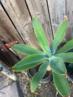 Home Garden