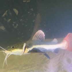 15” FISH TANK / AQUARIUM DECOR