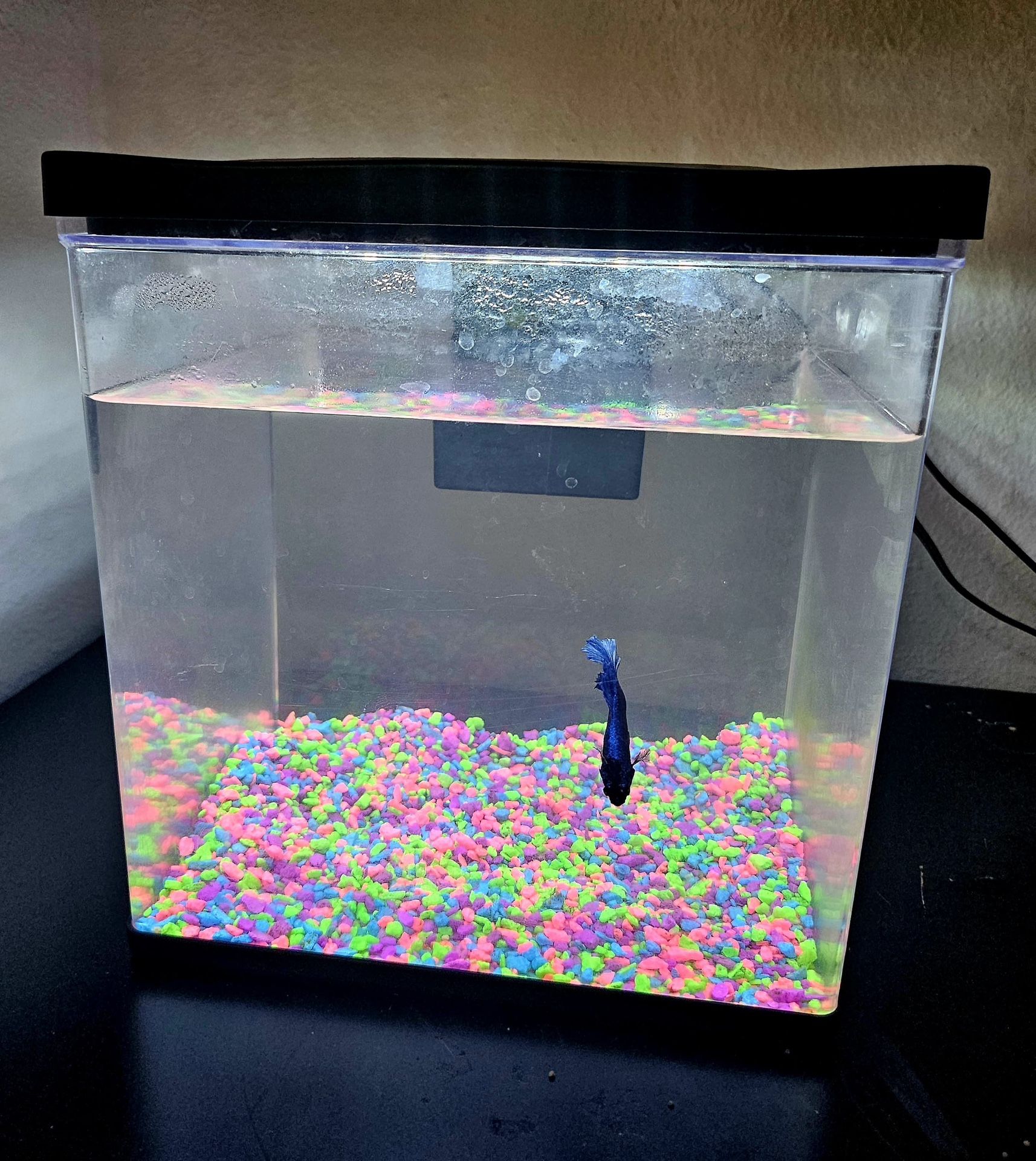 Beta Fish With Fish Tank