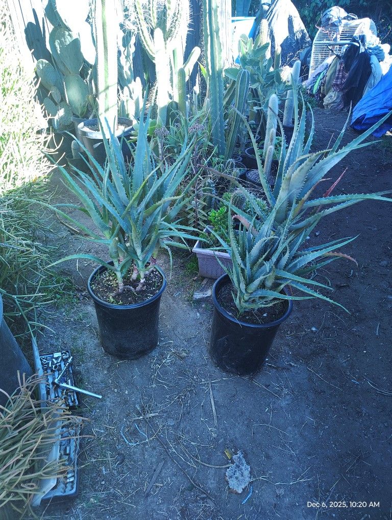 Blue Torch Aloe Plant
