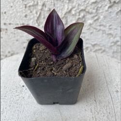 2 Inch Pot Succulent Plant - Tradescantia Zebrina Violet - Wandering Dude - Rooted & Established - Drought Resistant 🪴 Perfect Baby & Wedding Shower 