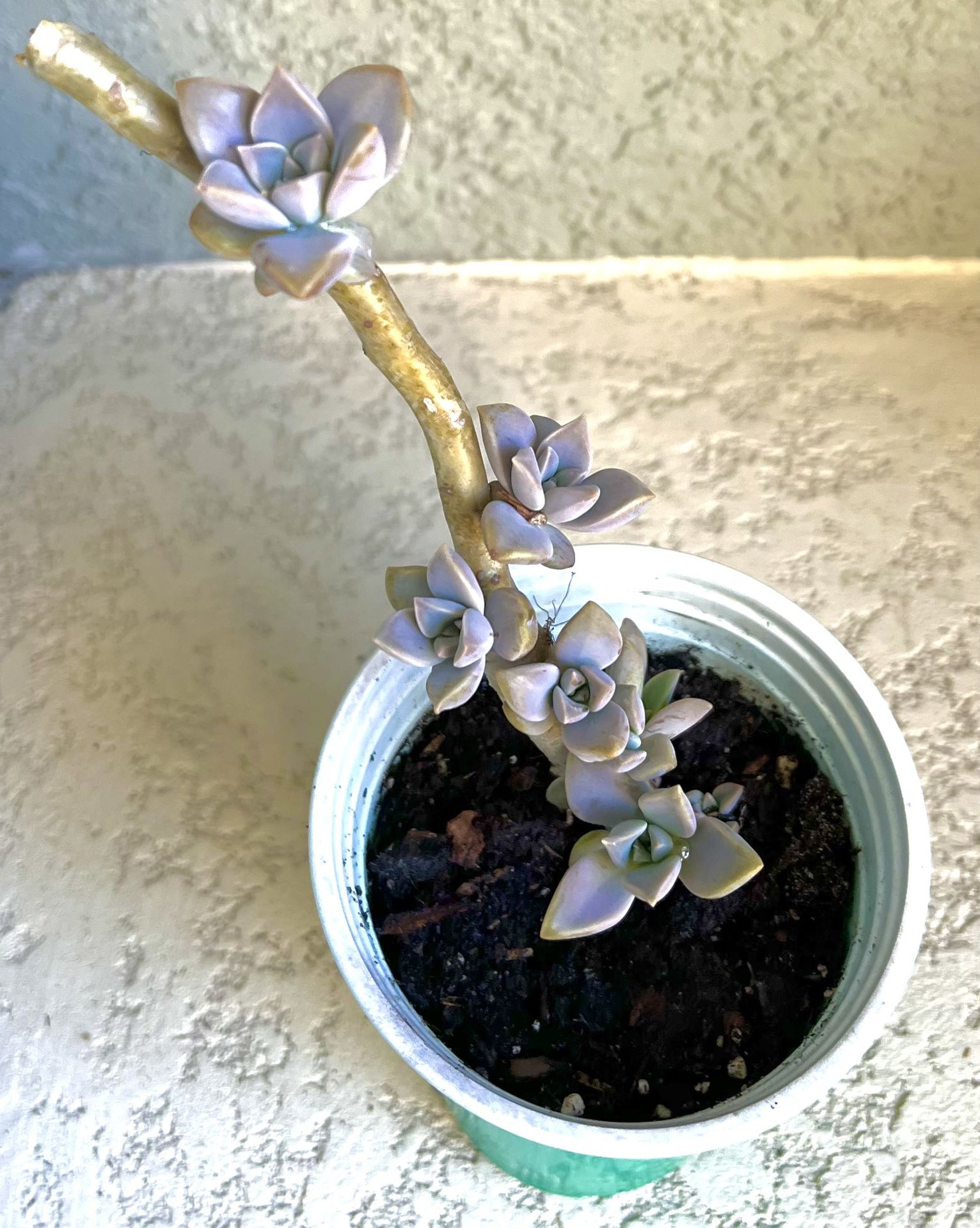 Succulents Plant