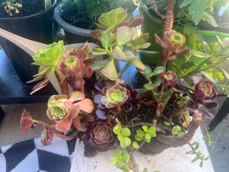 Mixed  out door plants