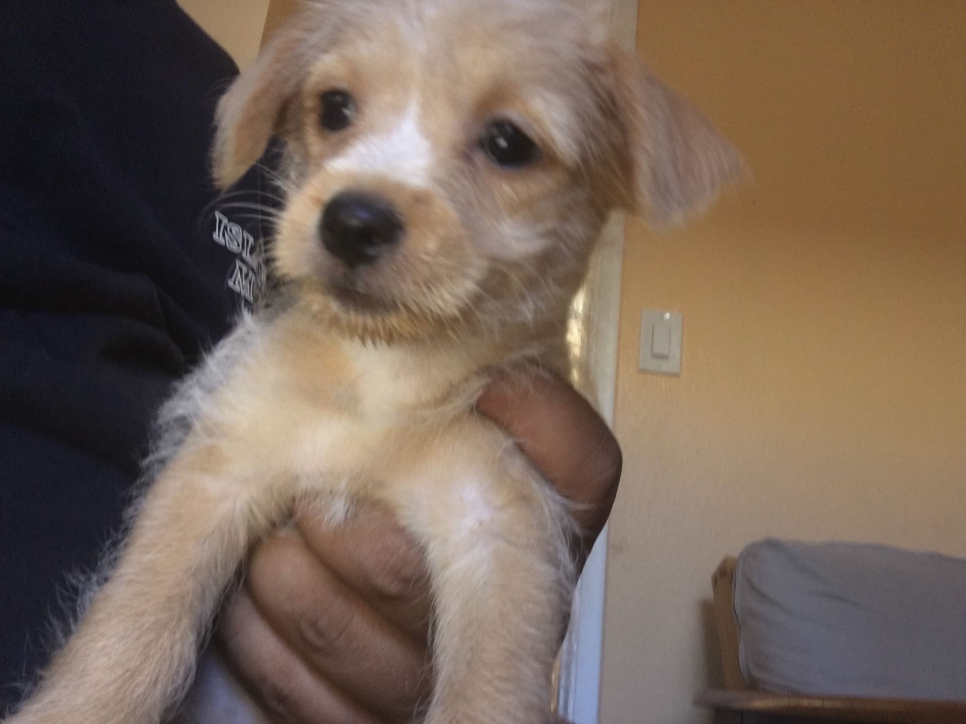 Cheenese puppy’s forsale 1boy and 1 girl left