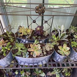 Succulent Tin Planters 