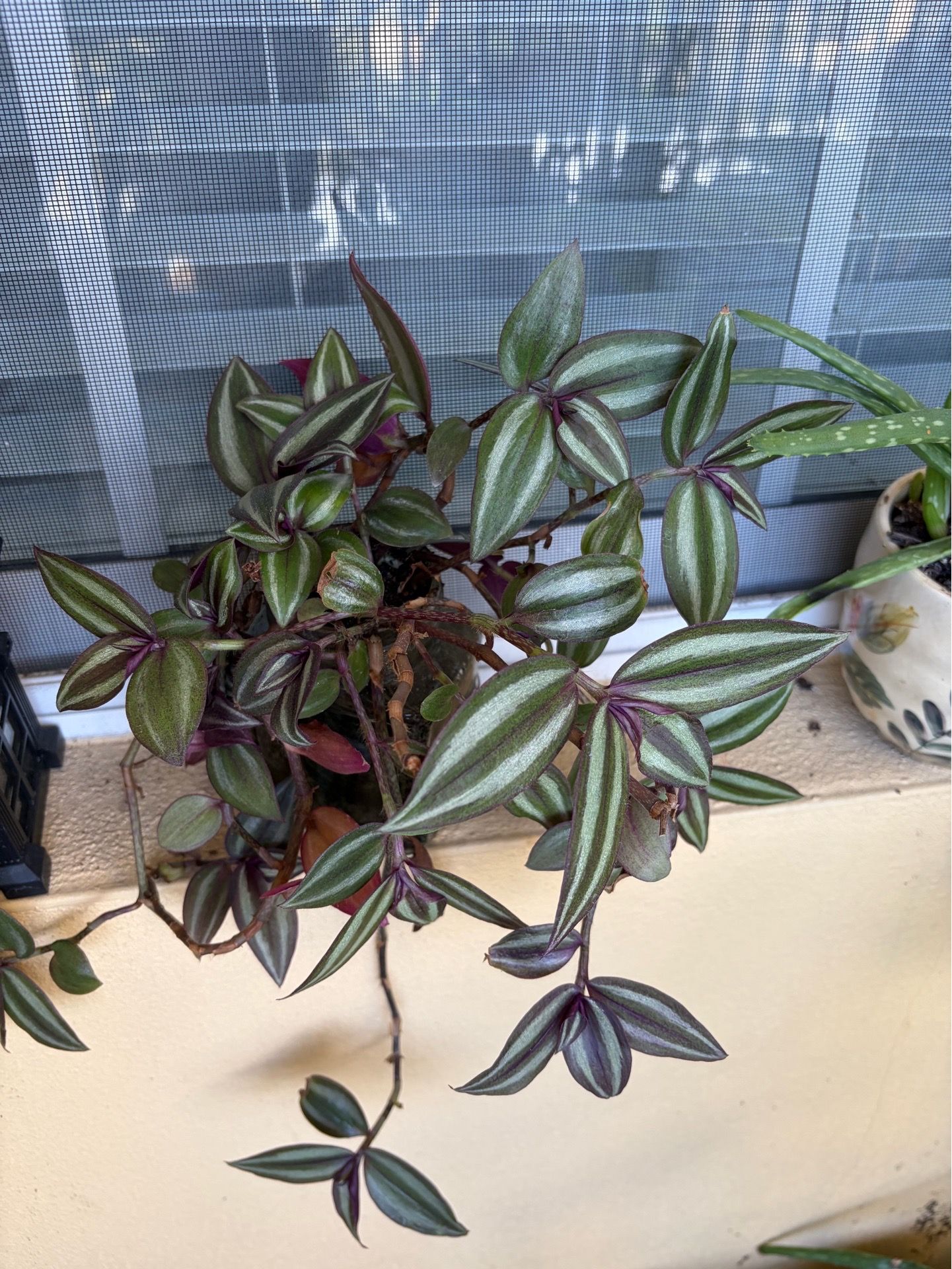 Shi plant