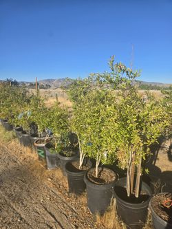 Pomegranate Trees