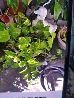 Planta