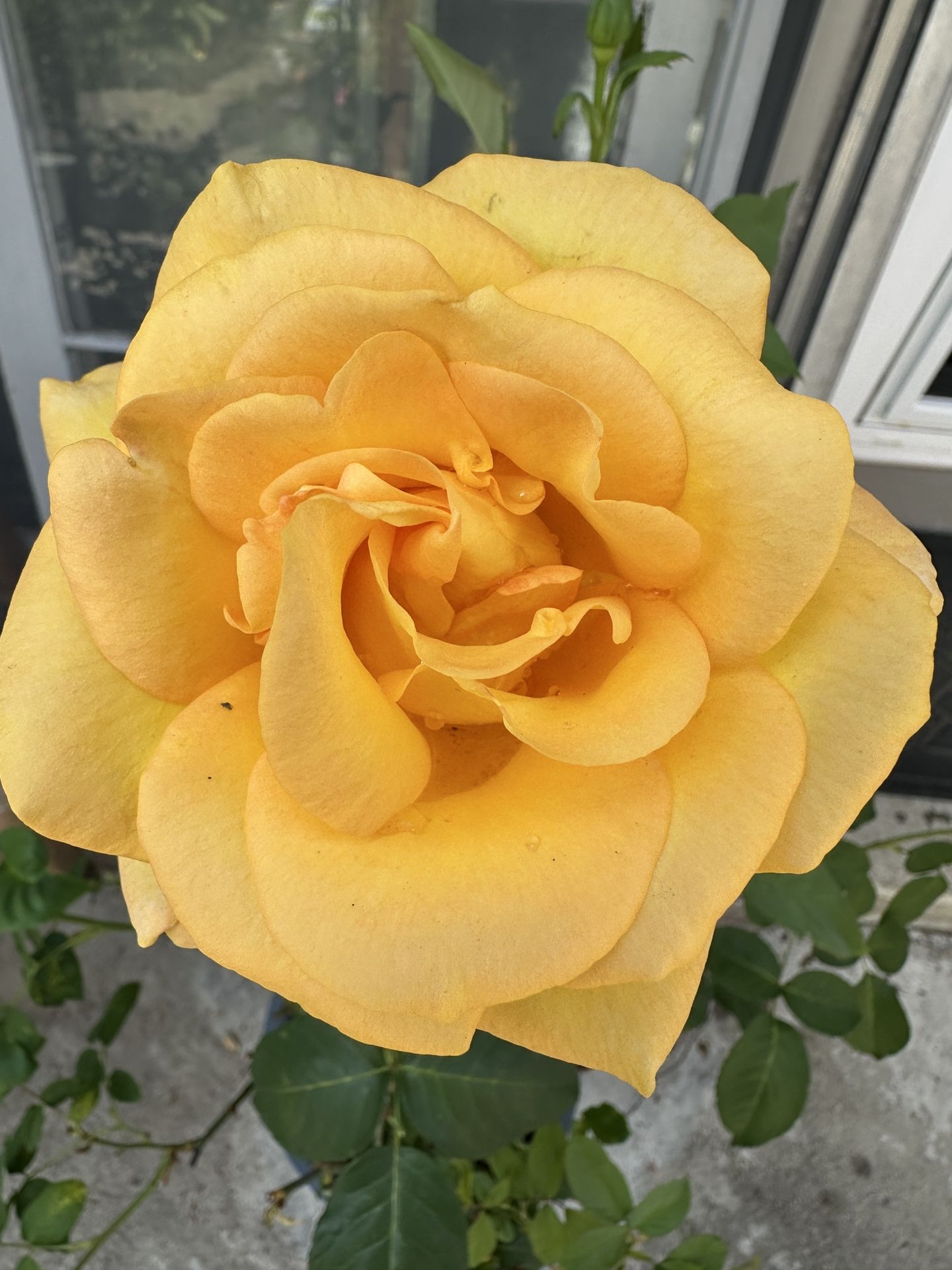 Yellow Rose Plant