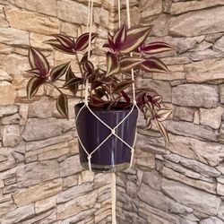 Tradescantia Zebrina Beautiful House Plant In Cute 4"H Pot With Macrame Of Your Choice $15.