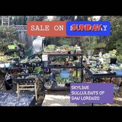 HUGE PLANT SALE. $3  AND UP THIS SUNDAY IN SAN LORENZO..FROM 1PM TO 4PM  DONT MISS IT. LAST ONE?