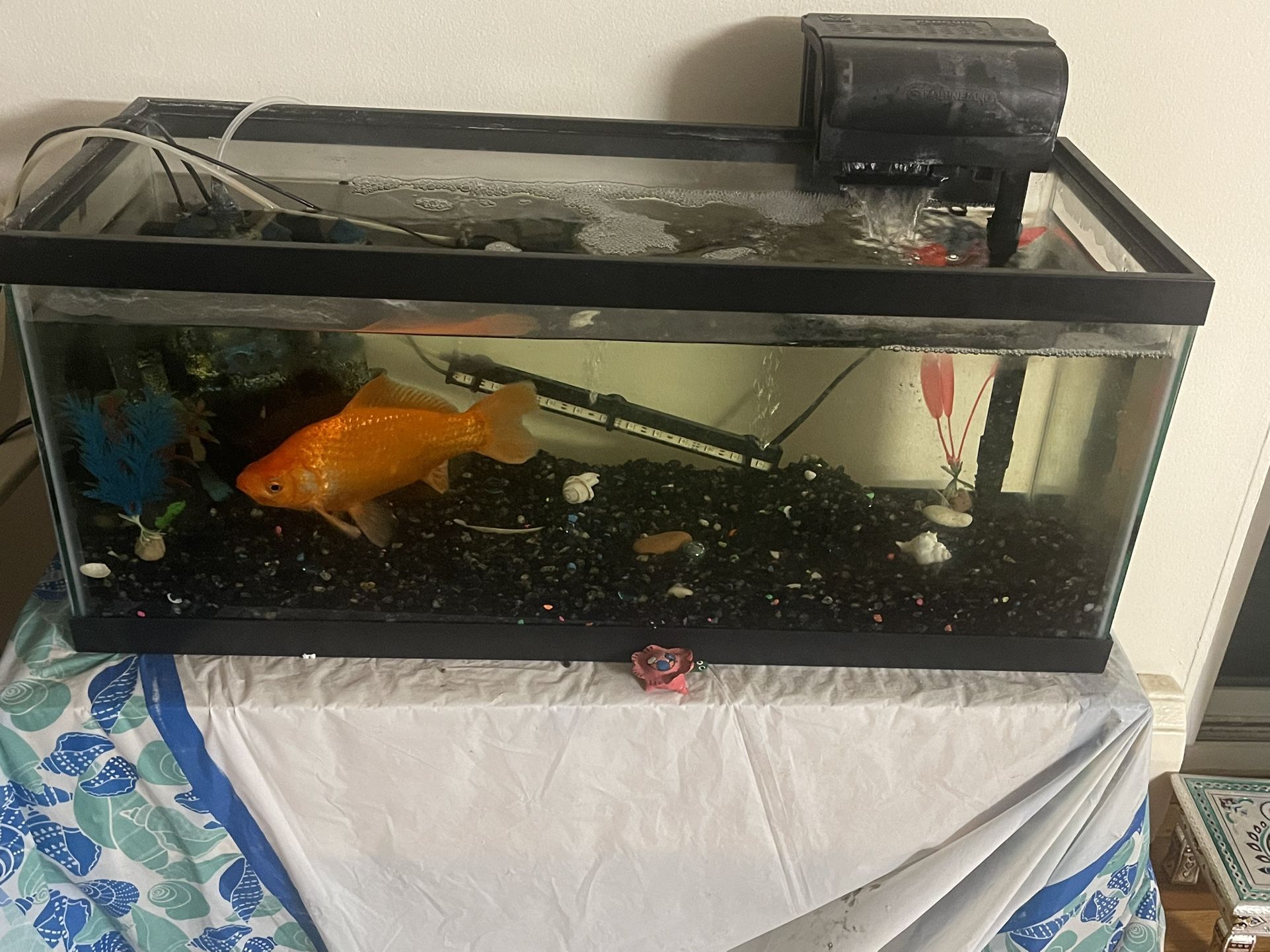 20 Gallon Fish Tank with Filter and heater Included
